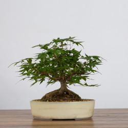 Acer palmatum yamamomiji - B3624