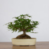 Acer palmatum yamamomiji - B3624