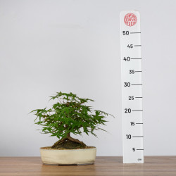Acer palmatum yamamomiji - B3624