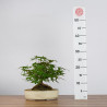 Acer palmatum yamamomiji - B3624