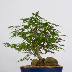 Acer palmatum yamamomiji -...