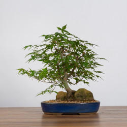 Acer palmatum yamamomiji - B3625