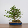 Acer palmatum yamamomiji - B3625