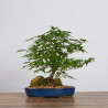 Acer palmatum yamamomiji - B3625