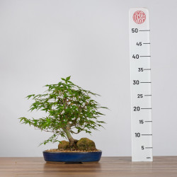 Acer palmatum yamamomiji - B3625