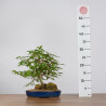 Acer palmatum yamamomiji - B3625