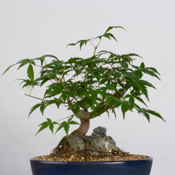 Acer palmatum yamamomiji -...