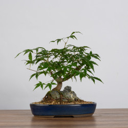 Acer palmatum yamamomiji - B3626