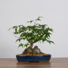 Acer palmatum yamamomiji - B3626