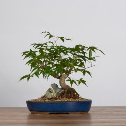 Acer palmatum yamamomiji - B3626