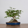 Acer palmatum yamamomiji - B3626
