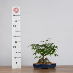 Acer palmatum yamamomiji - B3626