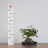 Acer palmatum yamamomiji - B3626
