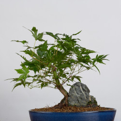 Acer palmatum yamamomiji -...