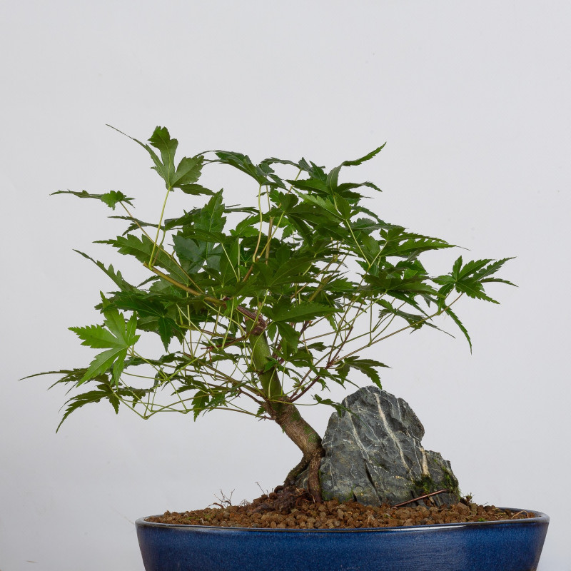 Acer palmatum yamamomiji - B3627