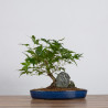 Acer palmatum yamamomiji - B3627