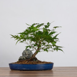 Acer palmatum yamamomiji - B3627