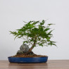 Acer palmatum yamamomiji - B3627