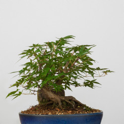Acer palmatum yamamomiji -...