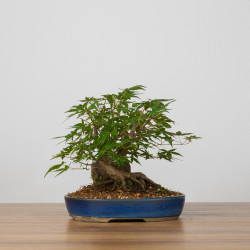 Acer palmatum yamamomiji - B3652