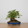 Acer palmatum yamamomiji - B3652