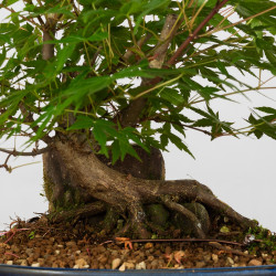 Acer palmatum yamamomiji - B3652