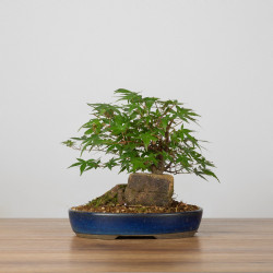 Acer palmatum yamamomiji - B3652