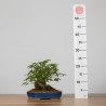 Acer palmatum yamamomiji - B3652