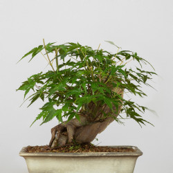 Acer palmatum yamamomiji -...