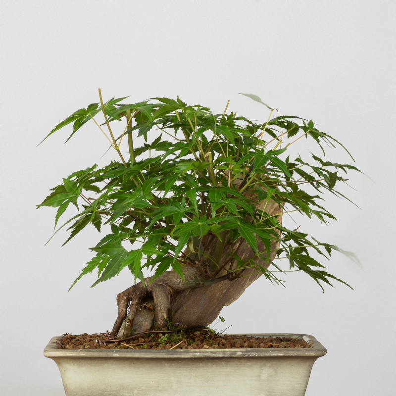 Acer palmatum yamamomiji - B3653
