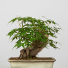 Acer palmatum yamamomiji - B3653