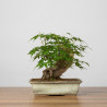 Acer palmatum yamamomiji - B3653