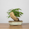 Acer palmatum yamamomiji - B3653