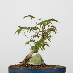 Acer palmatum yamamomiji -...
