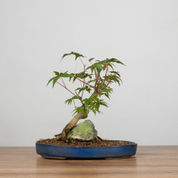 Acer palmatum yamamomiji - B3654