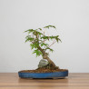Acer palmatum yamamomiji - B3654