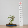 Acer palmatum yamamomiji - B3654