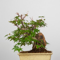 Acer palmatum yamamomiji -...