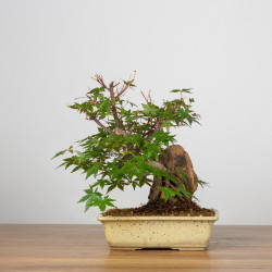 Acer palmatum yamamomiji - B3655
