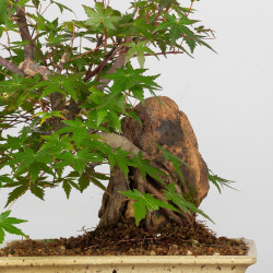 Acer palmatum yamamomiji - B3655