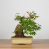 Acer palmatum yamamomiji - B3655