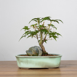 Acer palmatum yamamomiji -...