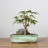 Acer palmatum yamamomiji - B3656