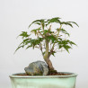 Acer palmatum yamamomiji - B3656