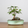 Acer palmatum yamamomiji - B3656