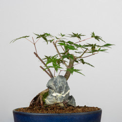 Acer palmatum yamamomiji -...