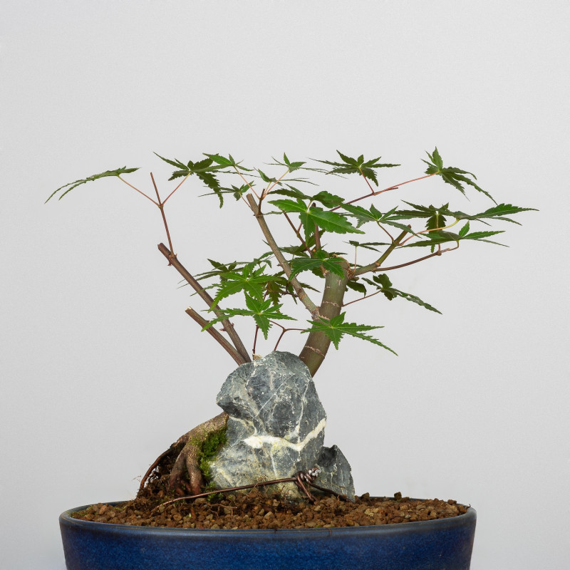 Acer palmatum yamamomiji - B3657