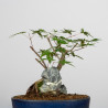 Acer palmatum yamamomiji - B3657