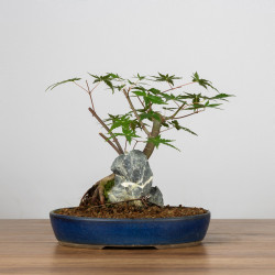Acer palmatum yamamomiji - B3657