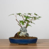 Acer palmatum yamamomiji - B3657